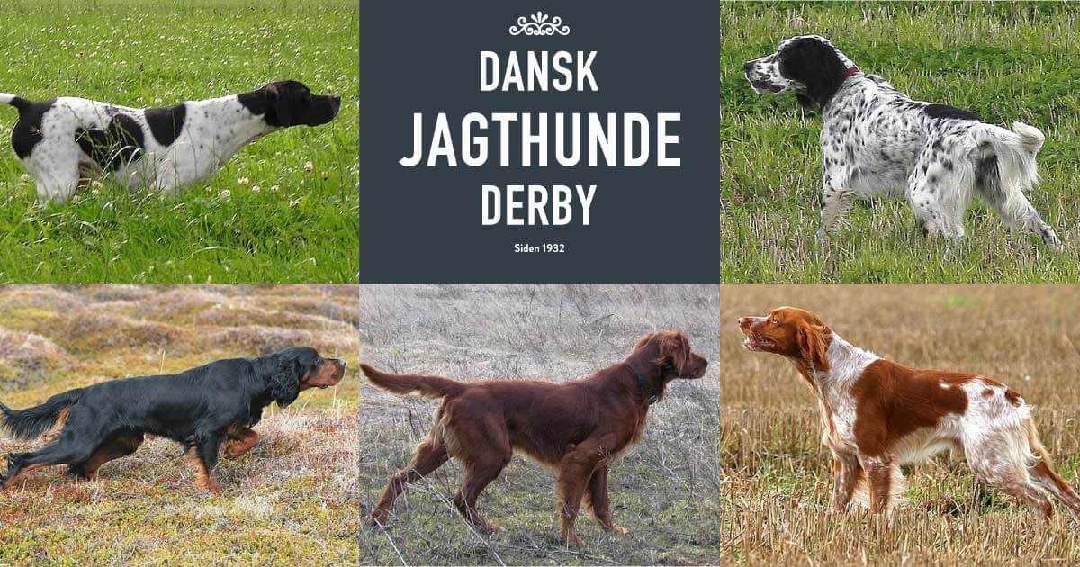 Dansk Jagthunde Derby for de 5 engelske stående fuglehunde